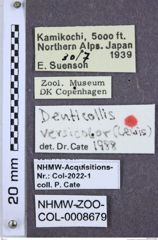 Etiketten zu Denticollis versicolor (NHMW-ZOO-COL-0008679)